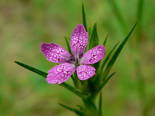 {Dianthus armeria}